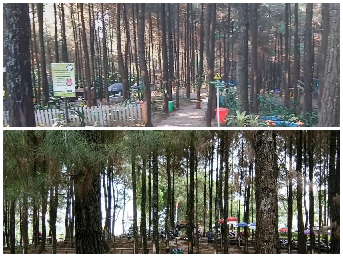 Menikmati Keindahan Alam di Wana Wisata Bukit Pinus Wonosalam Jombang: Hutan Pinus di Tengah Kota