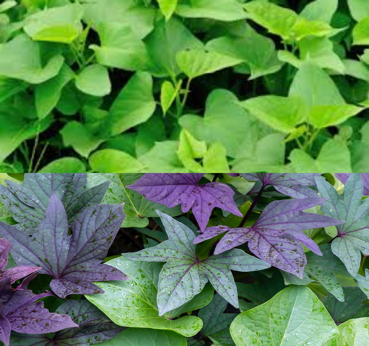 9 Kegunaan Daun Ubi Jalar untuk Kesehatan Badan!