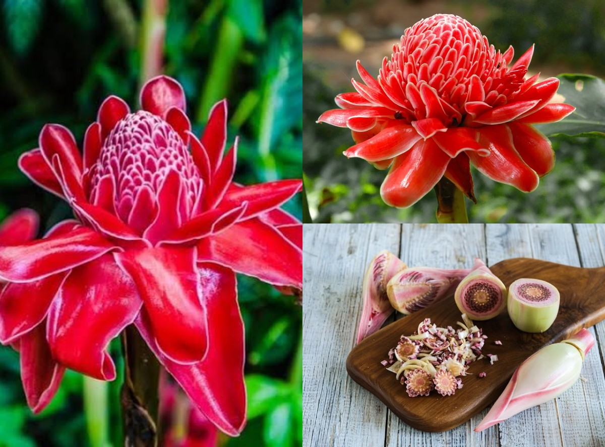 Manfaat kecombrang Mampu Meredakan Panas Dalam Tidak hanya itu, Ini Manfaat lainnya!