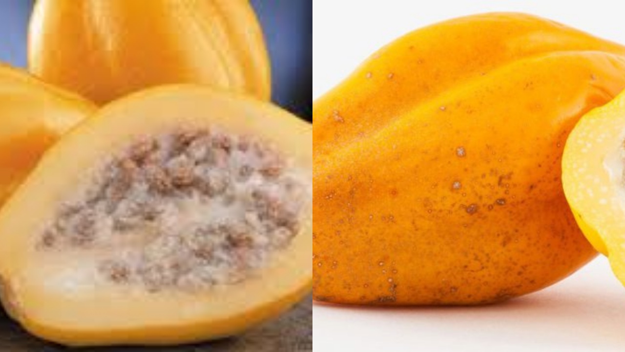 Yuk Ketahui 8 Manfaat Buah Carica Untuk Kesehatan Yang Luar Biasa!