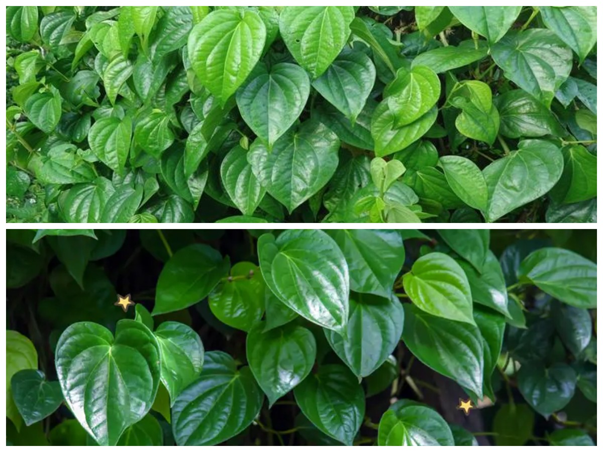 Daun Sirih dan Segudang Khasiatnya: Rahasia Herbal yang Tetap Terjaga
