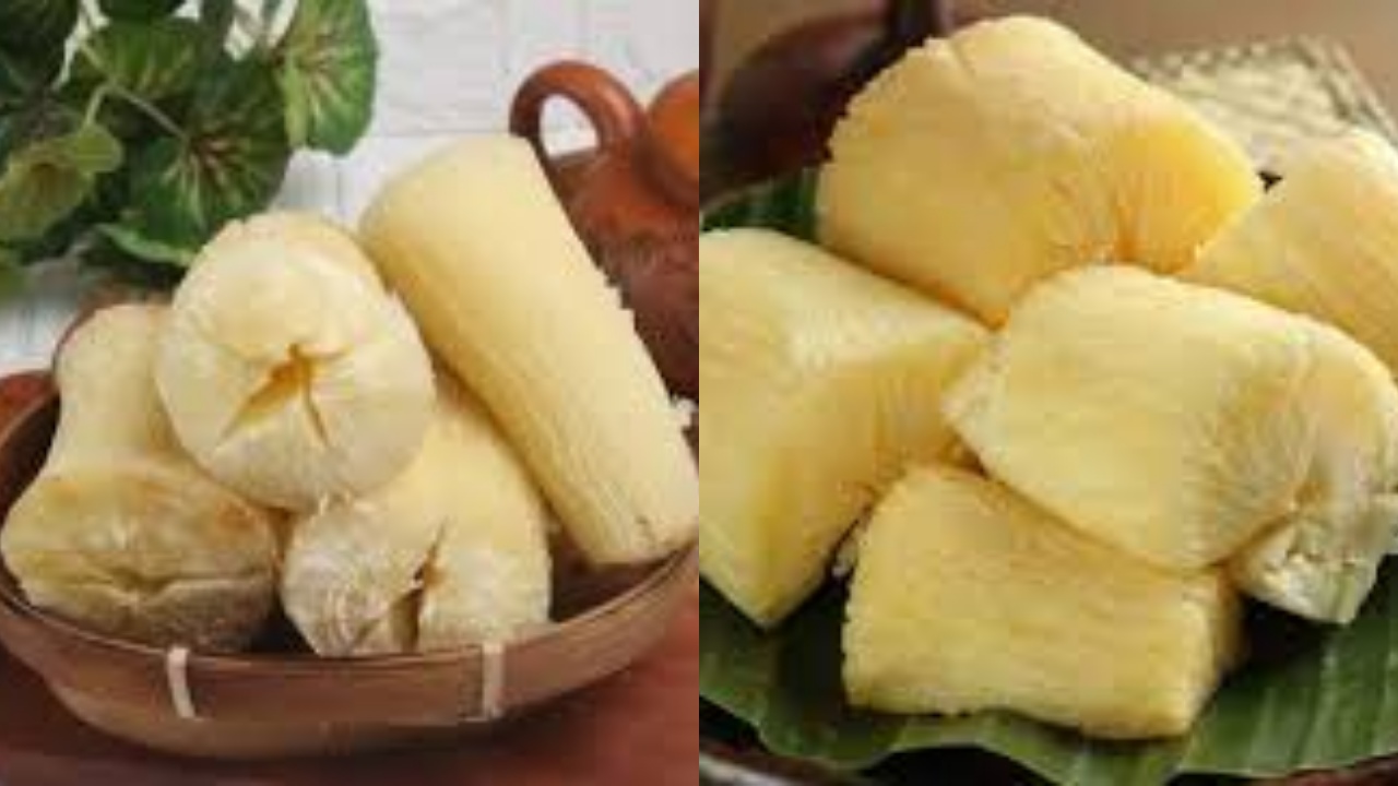 Wajib Tahu! 7 Manfaat Singkong Untuk Kesehatan dan Cara Tepat Mengolahnya