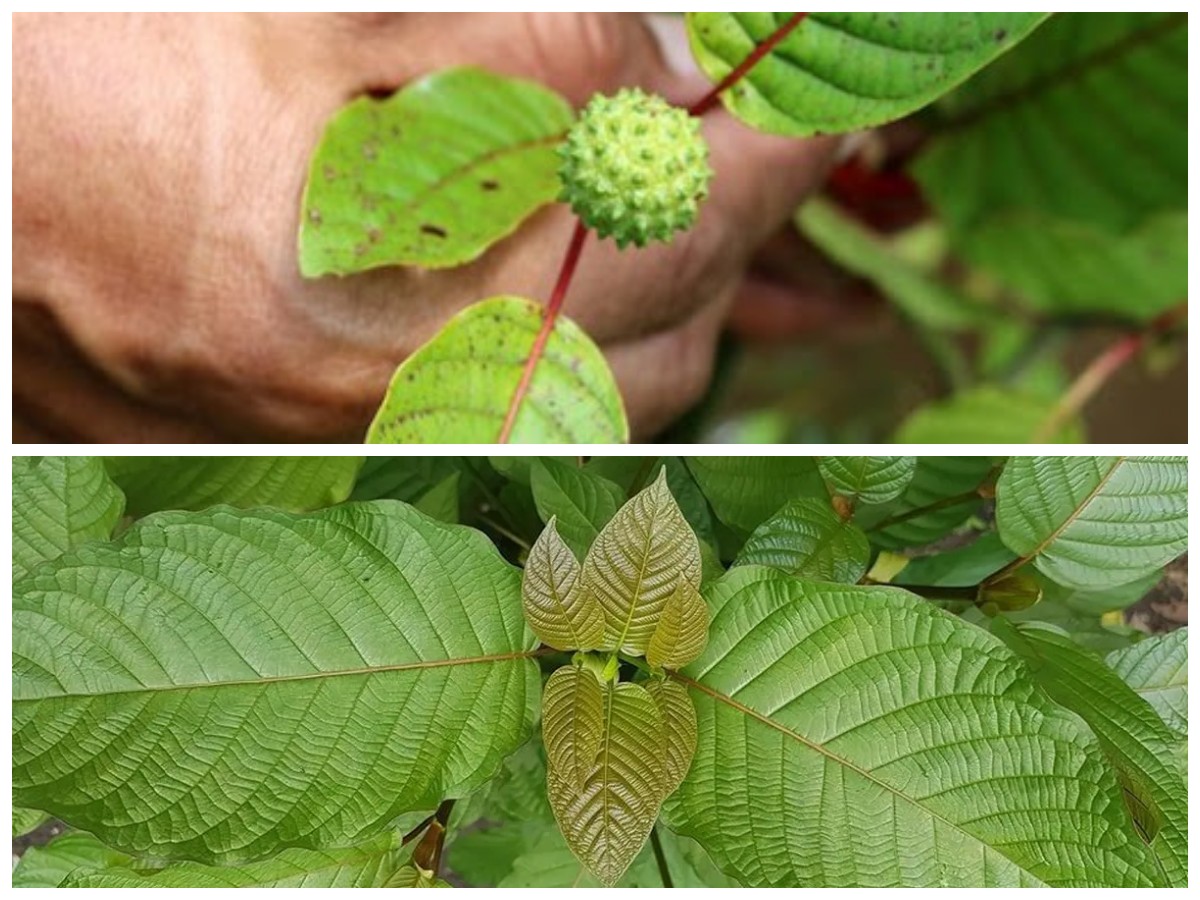 Manfaat Kesehatan Daun Kratom: Mengungkap Potensi Positif dan Risiko Efek Sampingnya