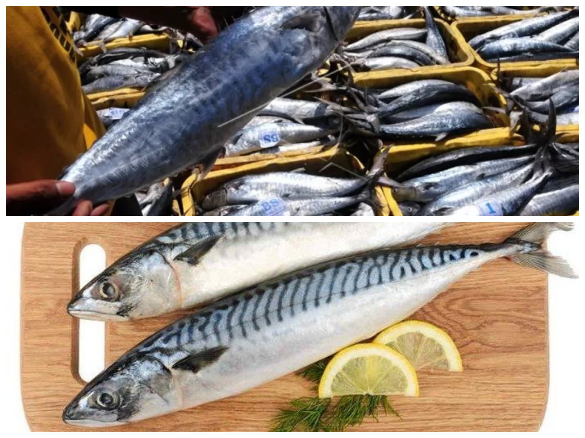 Manfaat Tersembunyi Ikan Tenggiri: 7 Khasiat untuk Kesehatan yang Perlu Anda Tahu