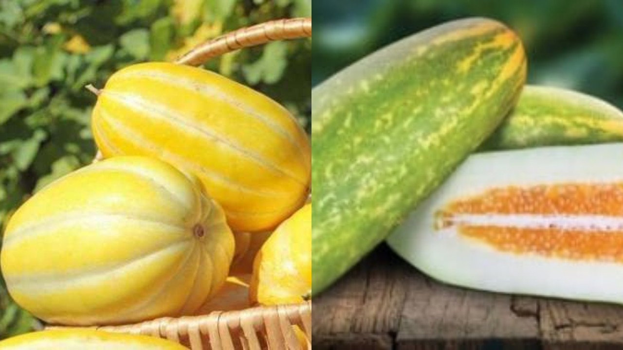 Manfaat Timun Suri untuk Kesehatan: Menyegarkan Sekaligus Menyehatkan!