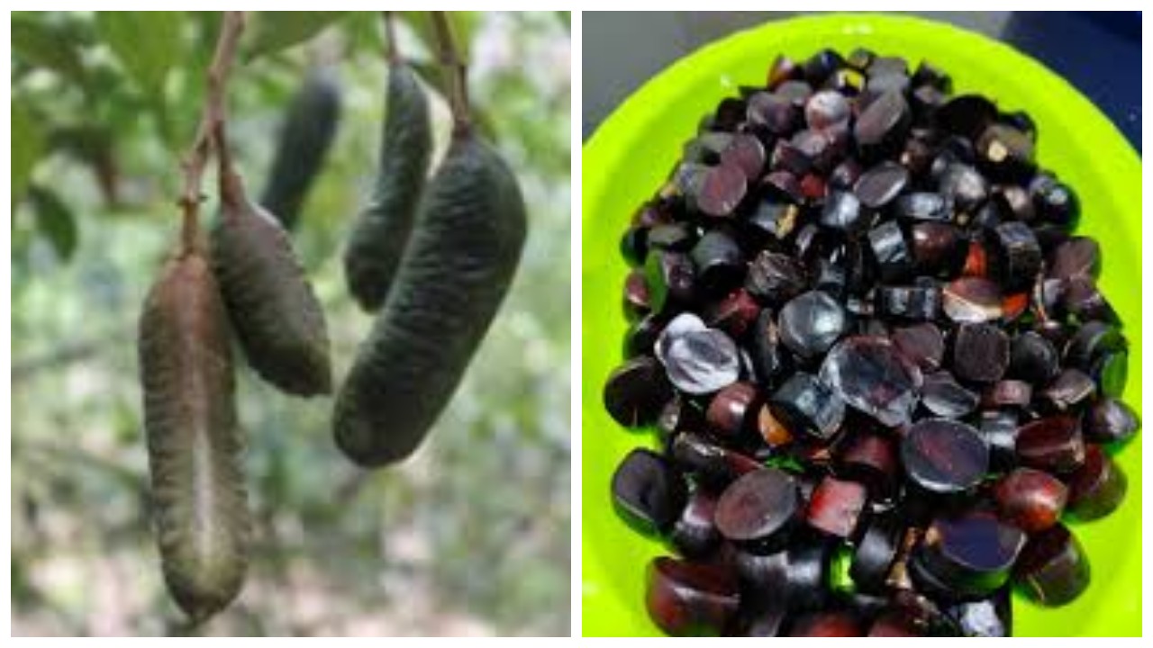 8 Manfaat Tanaman Kabau untuk Kesehatan yang Perlu Anda Ketahui !