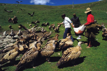 Ritual Pemakaman Langit di Tibet, Jasad Dimakan Burung, Dipercaya Penanda Tanpa Dosa