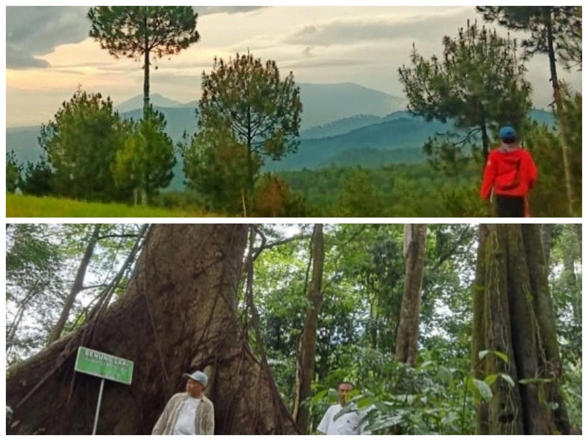 Fakta Seru Gunung Bukittunggul: Pesona Alam, Sejarah, dan Hutan Montane yang Memukau!