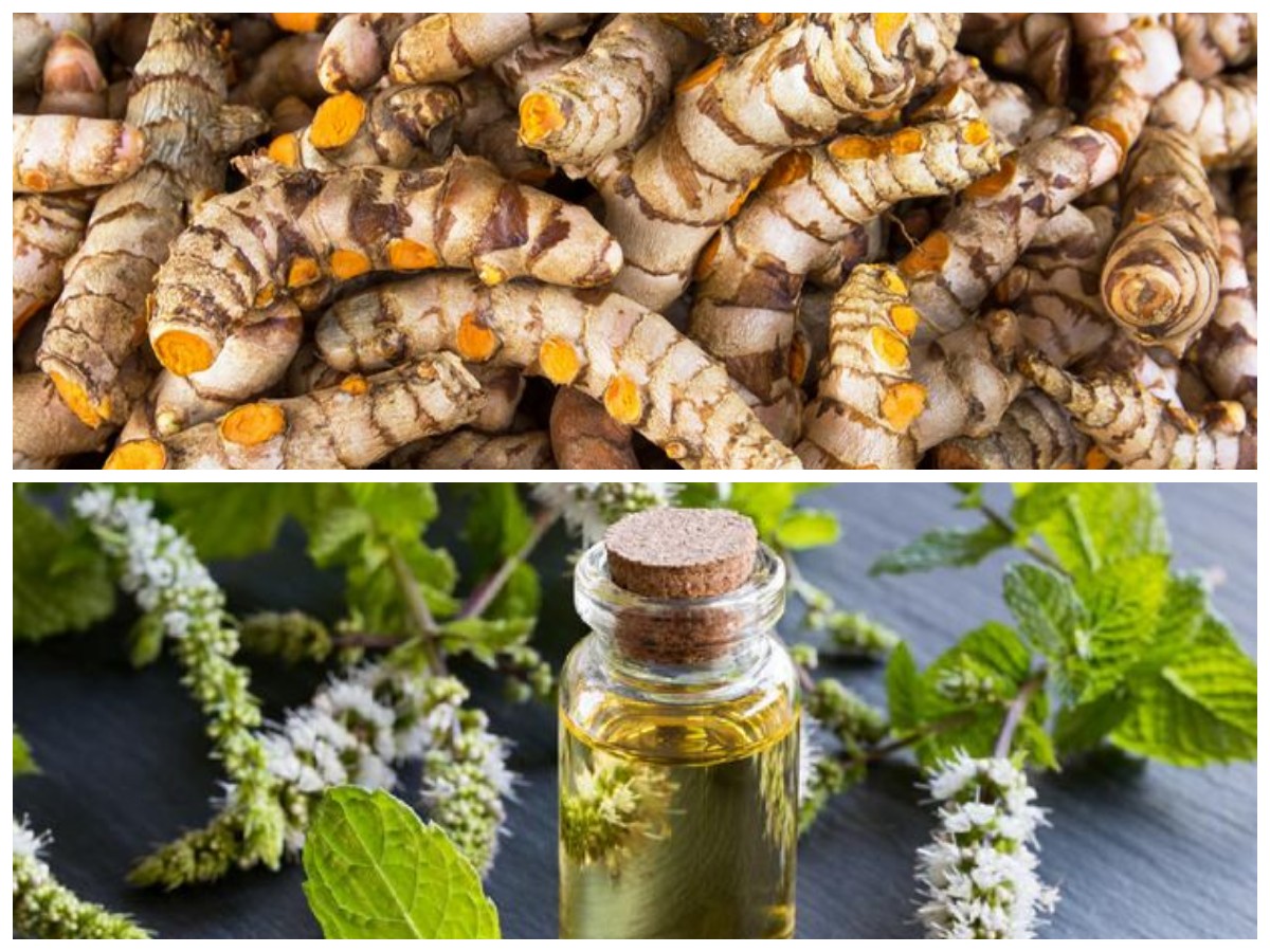 Naiknya Asam Lambung? Coba 7 Ramuan Herbal Ini untuk Meredakannya