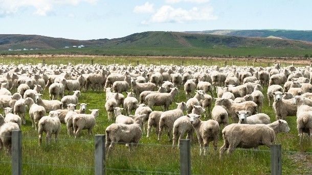 Fakta Unik Negara Selandia Baru, Banyakan Hewan Ternaknya Daripada Manusianya? 