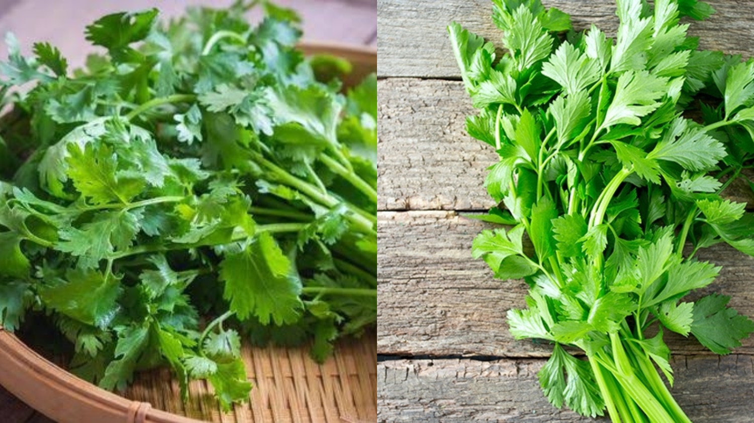 Jarang Diketahui: Manfaat Seledri Bagi Kesehatan Tubuh Dan Khasiatnya