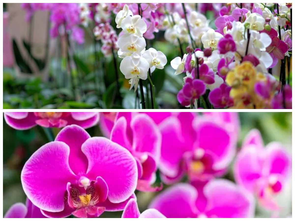 Jarang Disadari, Inilah Manfaat Bunga Anggrek bagi Kesehatan yang Perlu Kamu Tahu