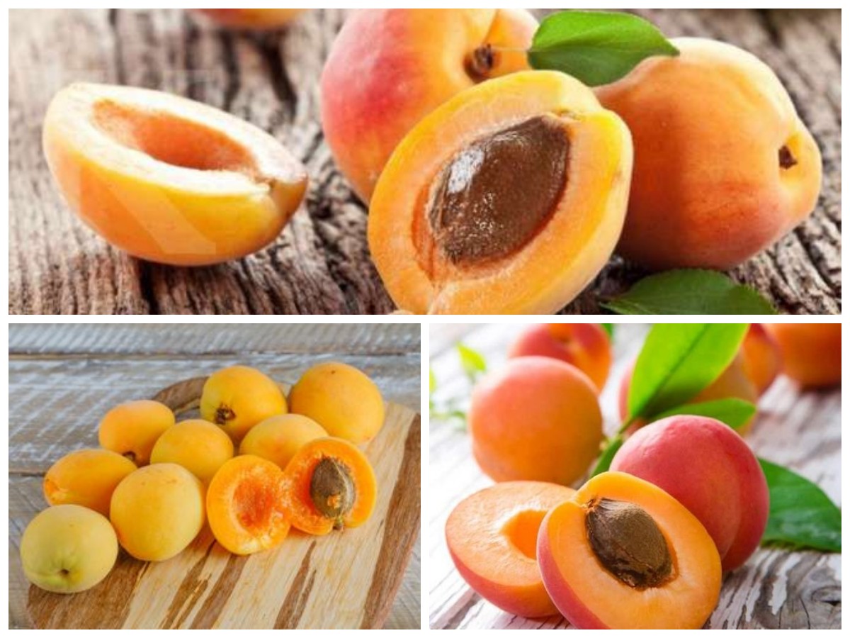 Manfaat Buah Aprikot bagi Kesehatan: Rahasia Kecil dari Buah Mungil yang Kaya Nutrisi!