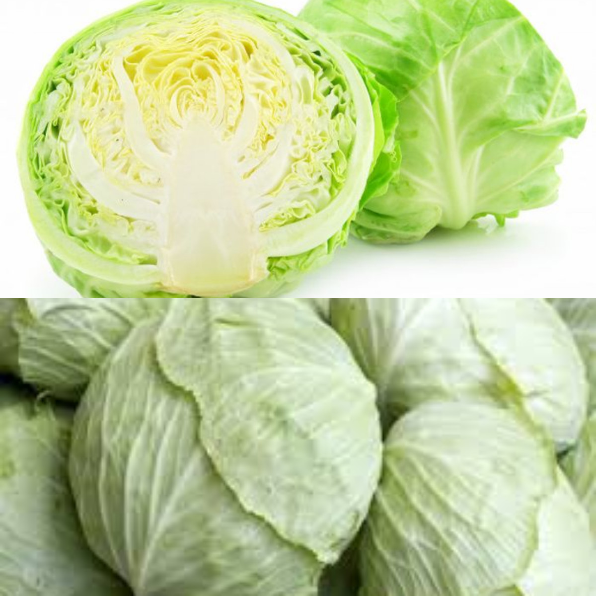 Yuk Simak Manfaat Sayur Kol, Kandungan Gizi, dan Efek Samping!