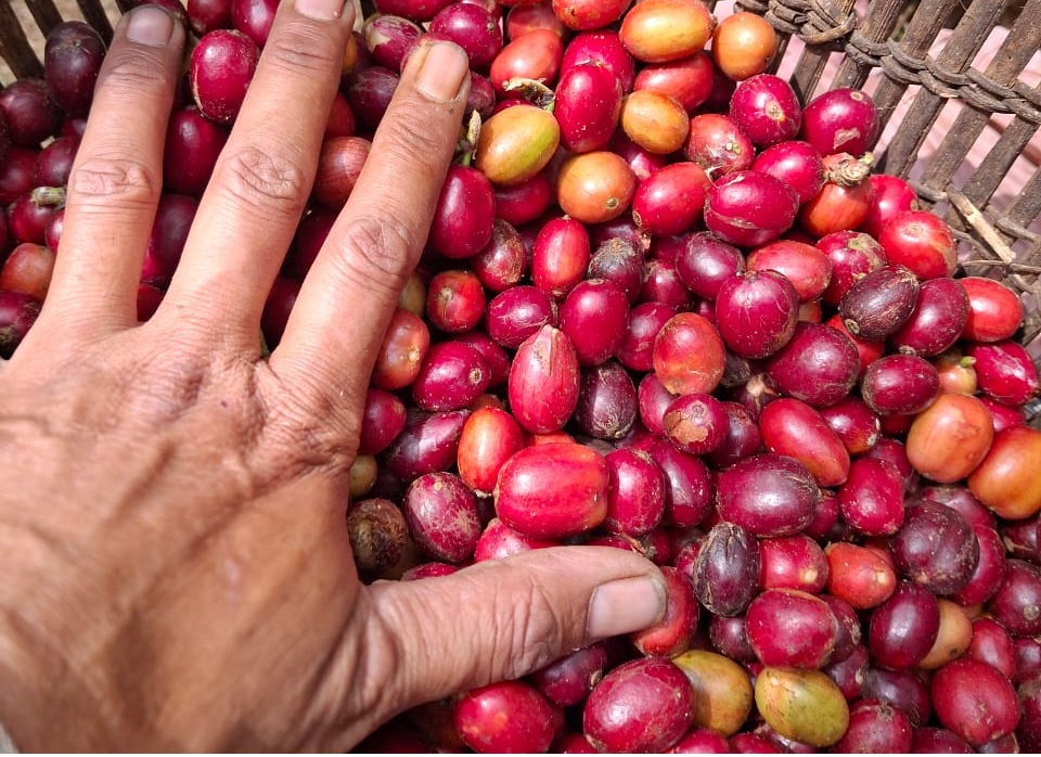 Mendekati Puncak Panen, Harga Kopi Malah Anjlok