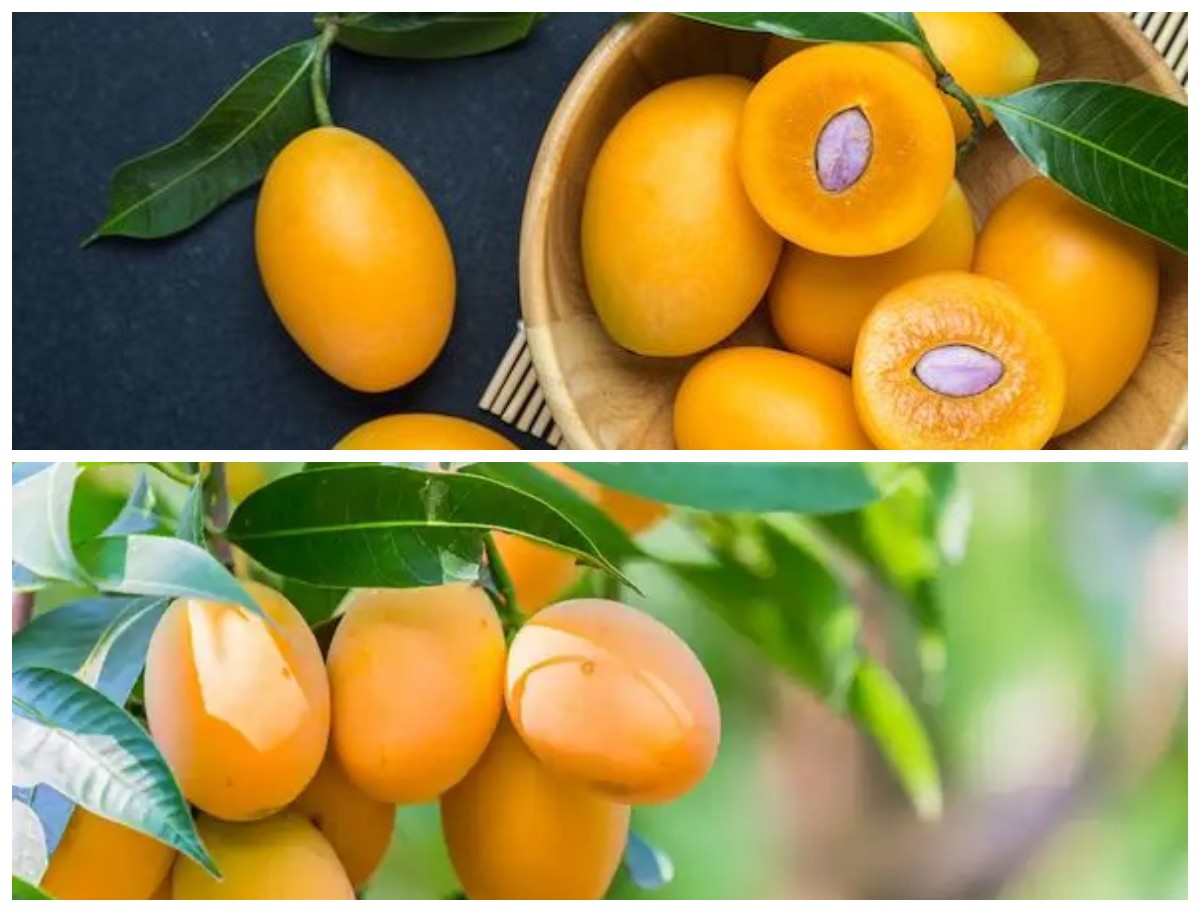 Manfaat Ajaib Buah Gandaria: 9 Alasan Mengapa Tubuh Anda Membutuhkannya!