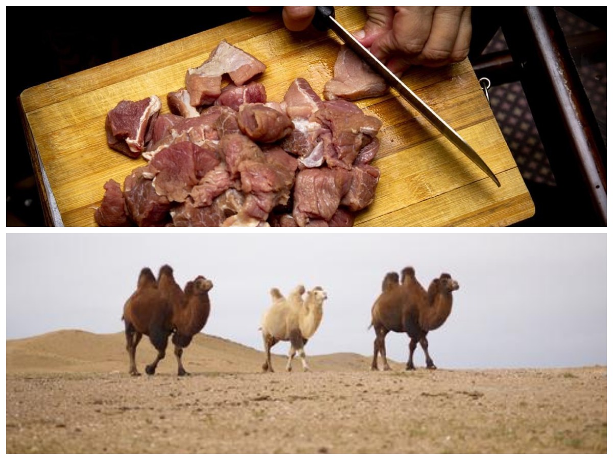 6 Manfaat Kesehatan dari Daging Unta yang Banyak Dikonsumsi Saat Umrah