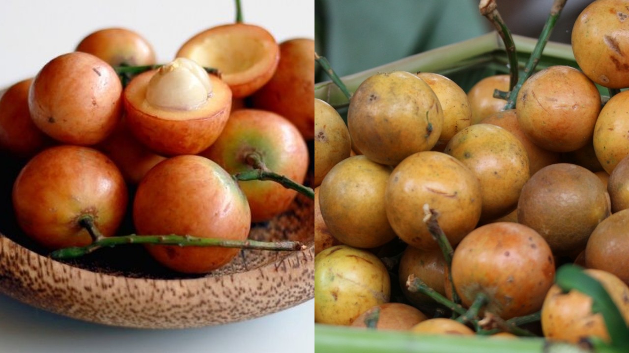 Buah Menteng: Khasiatnya Jarang Diketahui tapi Luar Biasa untuk Kesehatan!