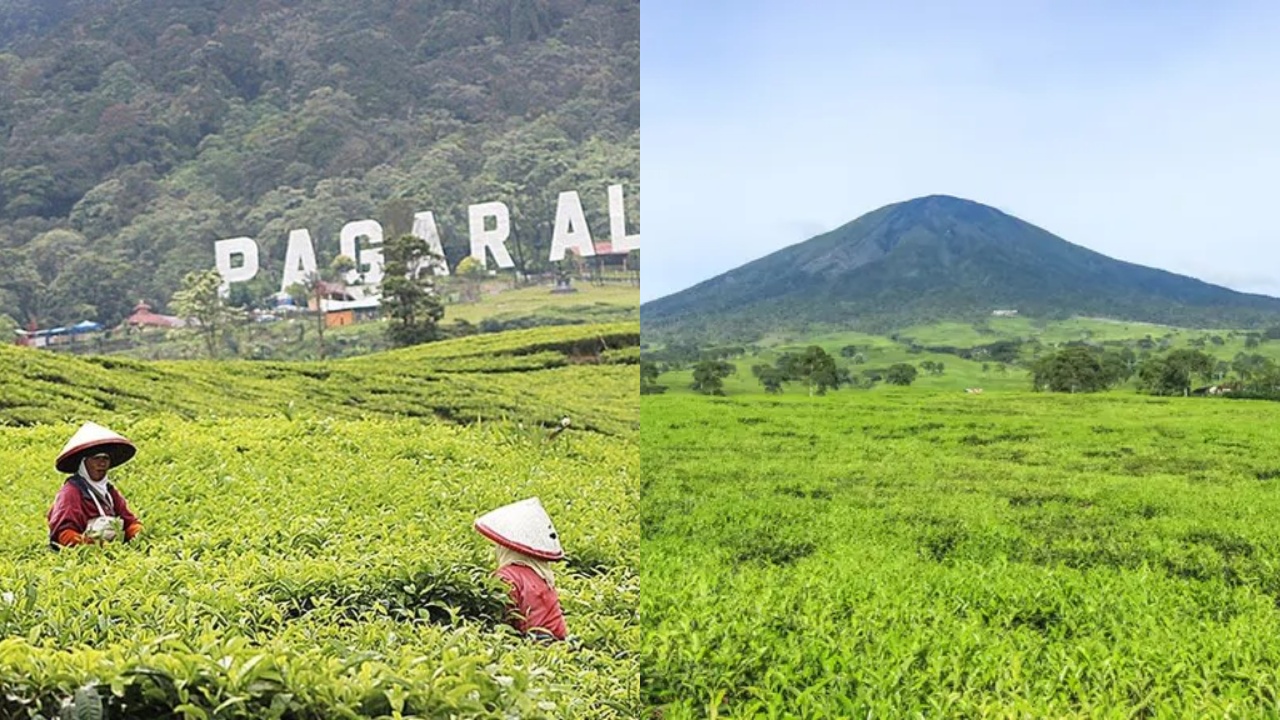 Apa Penyebab Kebun Teh Gunung Dempo Dibumihanguskan oleh Belanda pada Zaman Penjajahan Dulu? Simak Kisahnya!