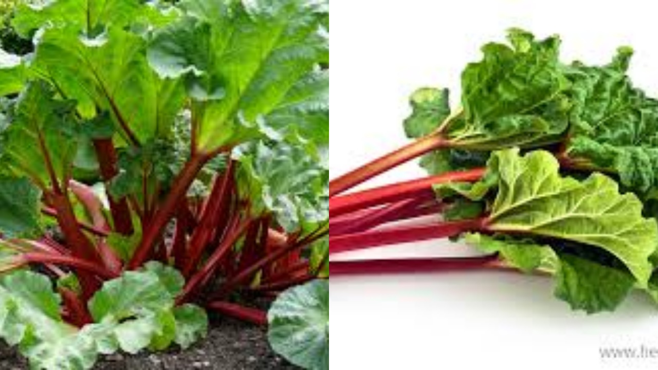 Inilah 6 Manfaat Rhubarb yang Perlu Kalian Ketahui?