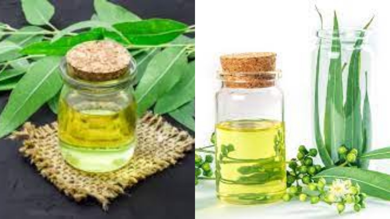 Wajib Tahu Inilah 7 Manfaat Minyak Kayu Putih Untuk Kesehatan!