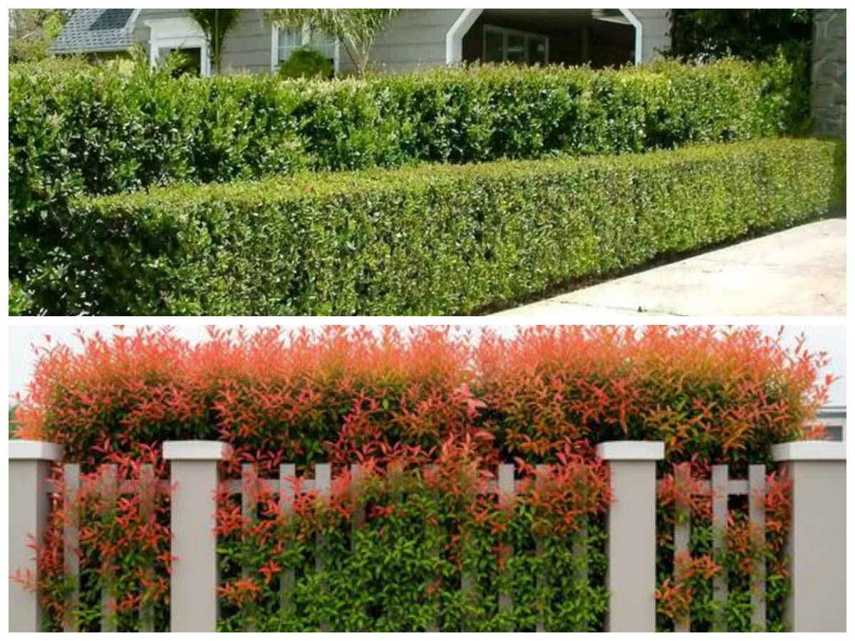 Percantik Tampilan Pagar Rumah dengan Tanaman Hias yang Mudah Dirawat