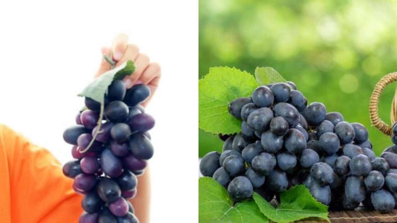Kaya Nutrisi, Ini Manfaat Buah Anggur bagi Pertumbuhan dan Kesehatan Anak!