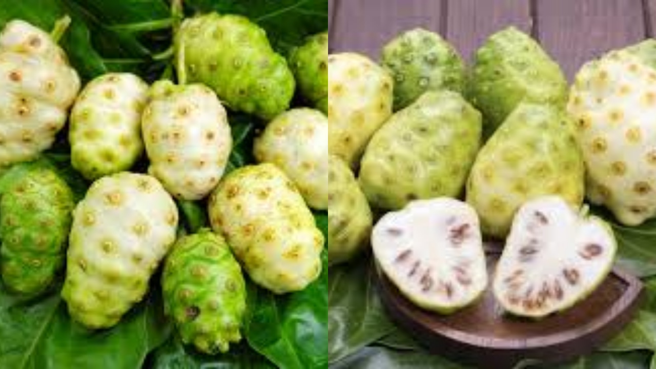  Catat 8 Manfaat Buah Mengkudu untuk Kesehatan Yang Harus Kalian Ketahui!