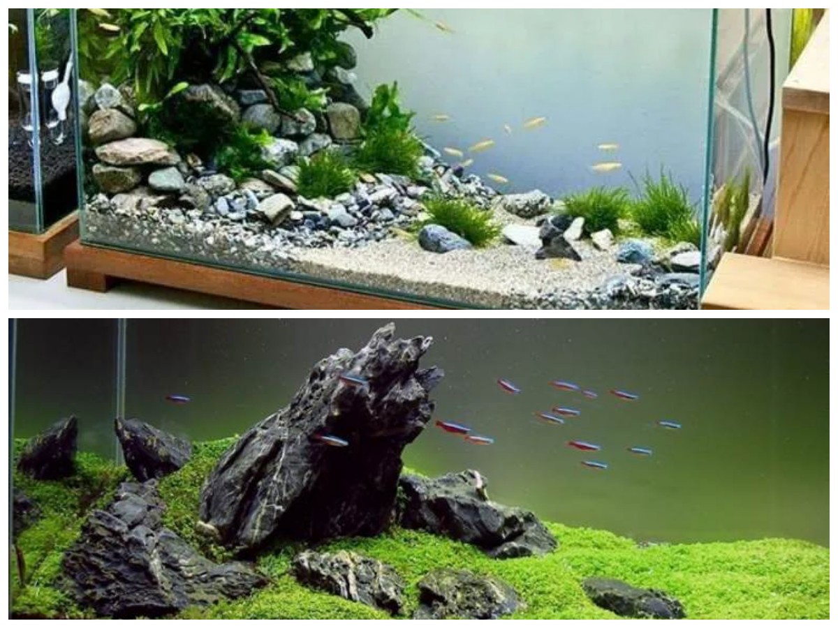 Aquascape Simpel dan Ekonomis: 5 Inspirasi Kreatif untuk Scaper Baru