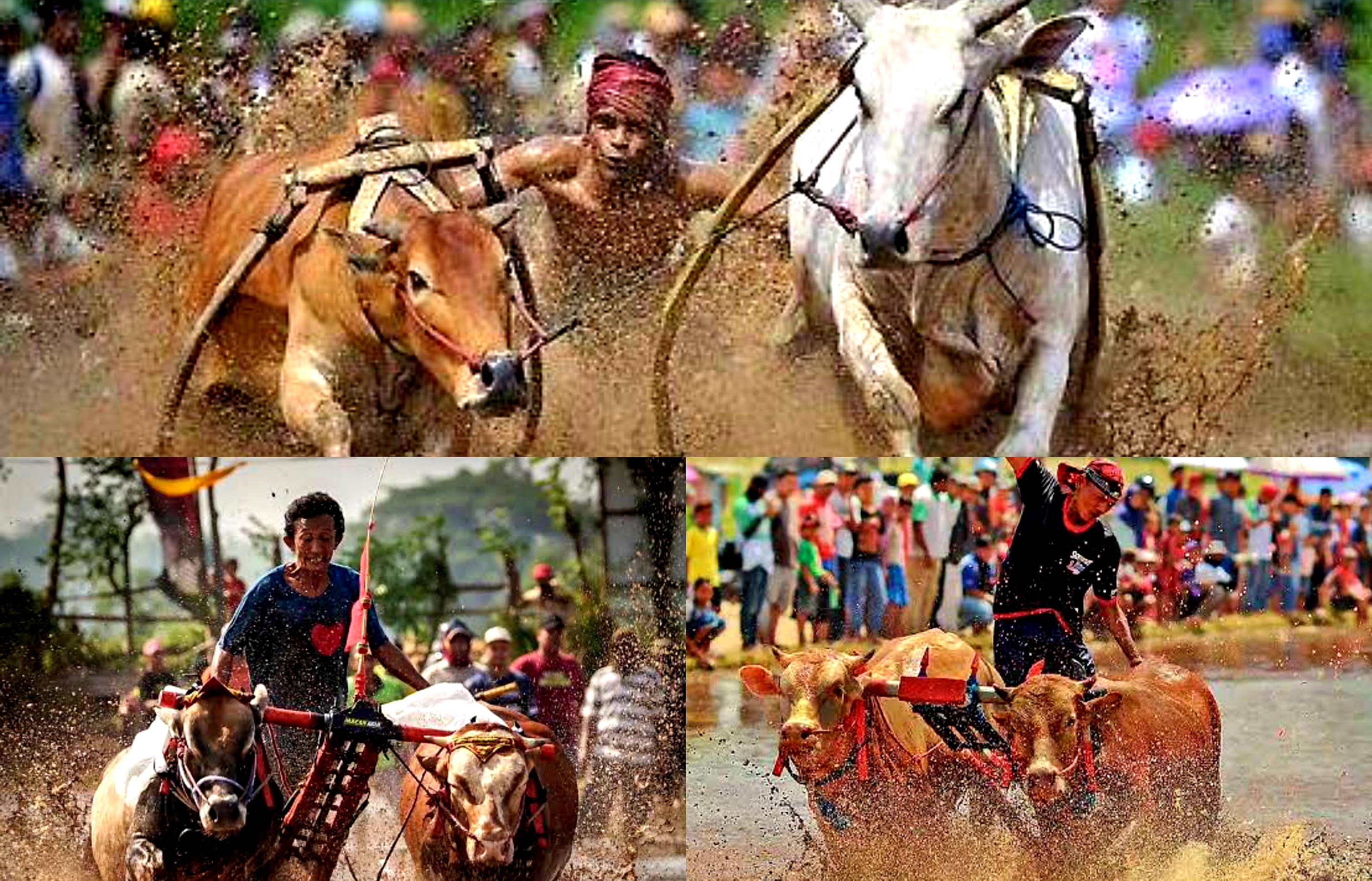 Daya Tarik Wisata. Karapan Sapi Tradisi Pacu Hewan Kebanggaan Orang Madura