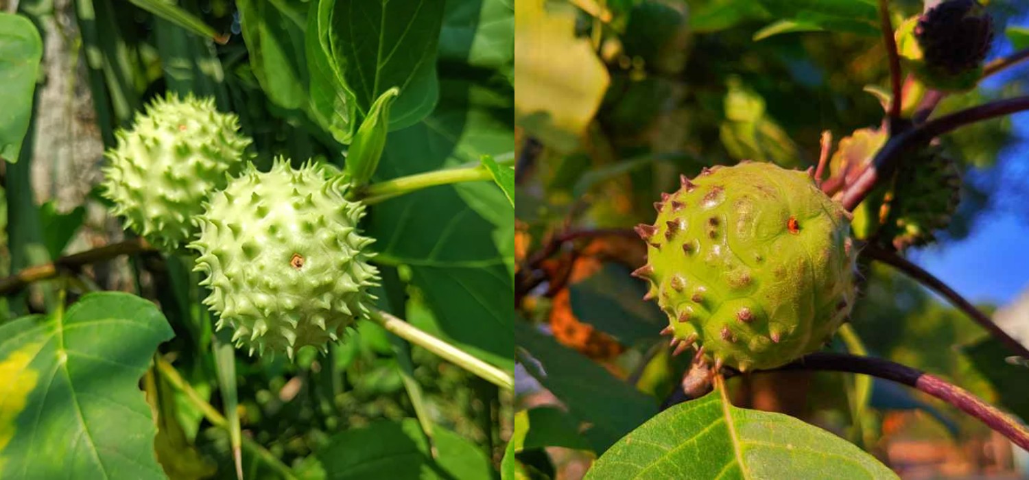 9 Khasiat Buah Kecubung untuk Kesehatan dan Pengobatan