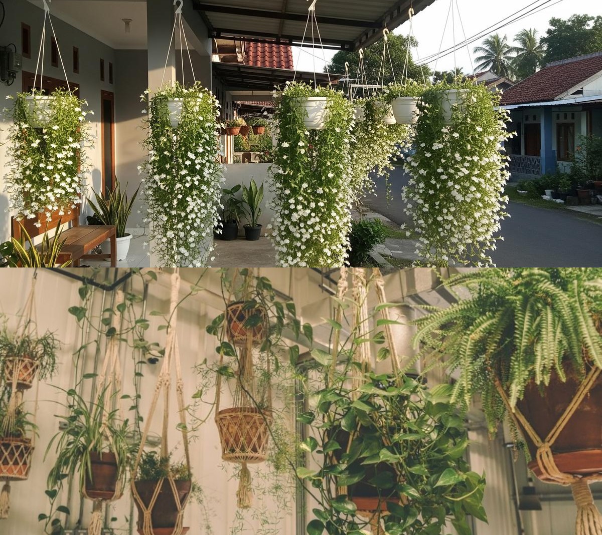 7 Tanaman Hias Gantung yang Bikin Teras Rumah Lebih Sejuk, Cantik, dan Instagramable