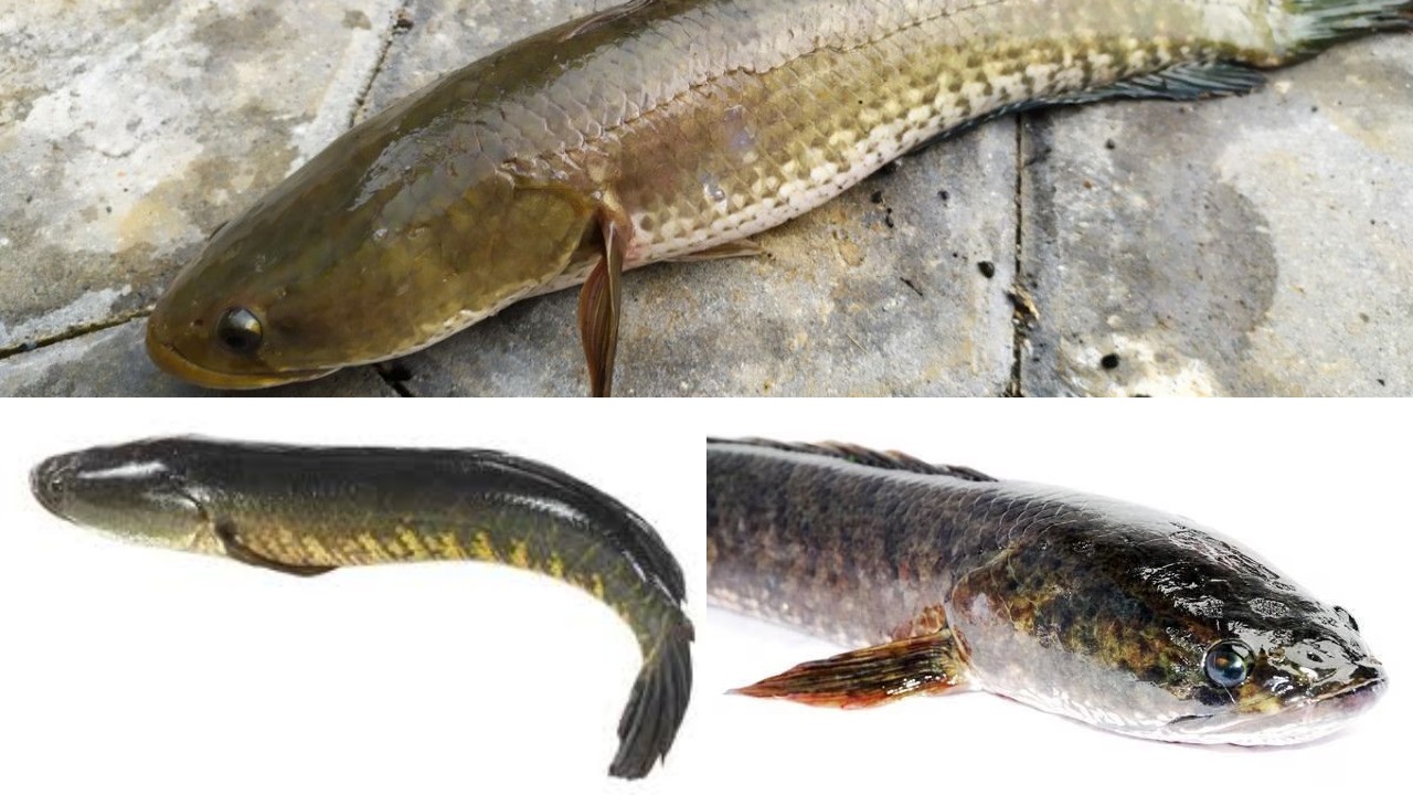 Ikan Gabus: Superfood Tinggi Protein, Manfaat dan Cara Aman Mengonsumsinya!