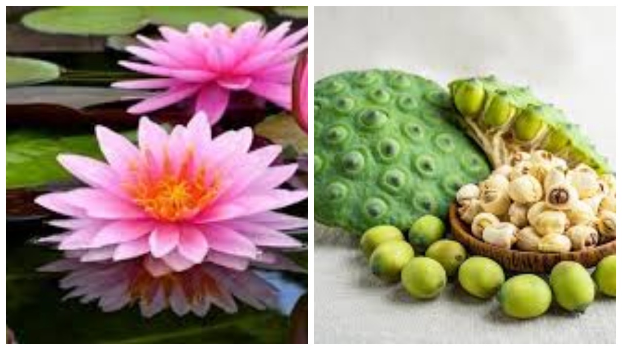 Biji Teratai: Aman Dikonsumsi dan Bermanfaat bagi Kesehatan