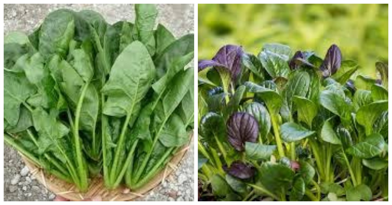 12 Keuntungan Bayam untuk Kesehatan Tubuh