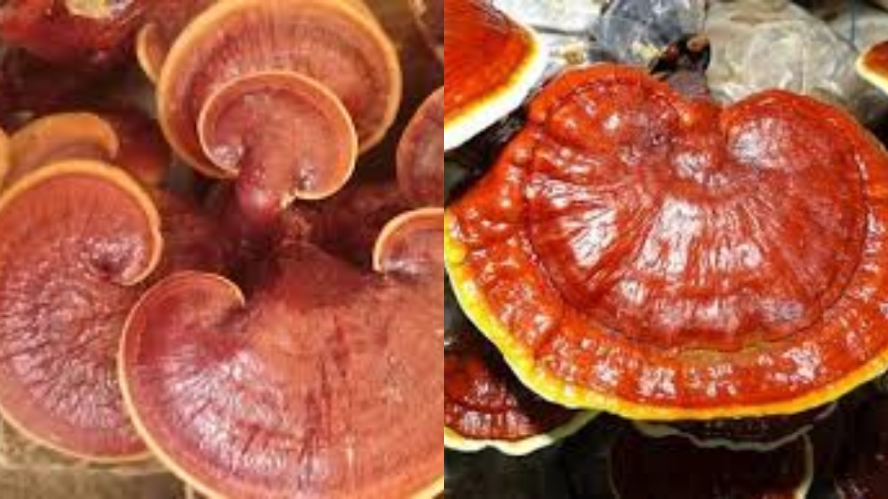 Yuk Kenali 8 Manfaat Jamur Ganoderma Untuk Kesehatan Jarang Diketahui!