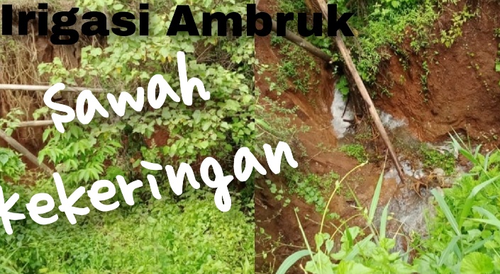 3 Tahun Irigasi Sepanjang 85 Meter Rusak, Areal Persawahan Dusun Sandar Angin Kekeringan
