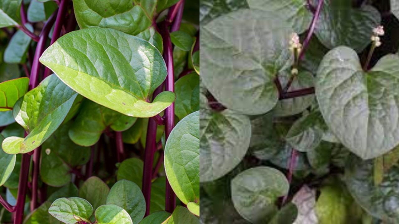 Daun Binahong, Tanaman Herbal Serbaguna dengan Manfaat Kesehatan yang Menakjubkan!