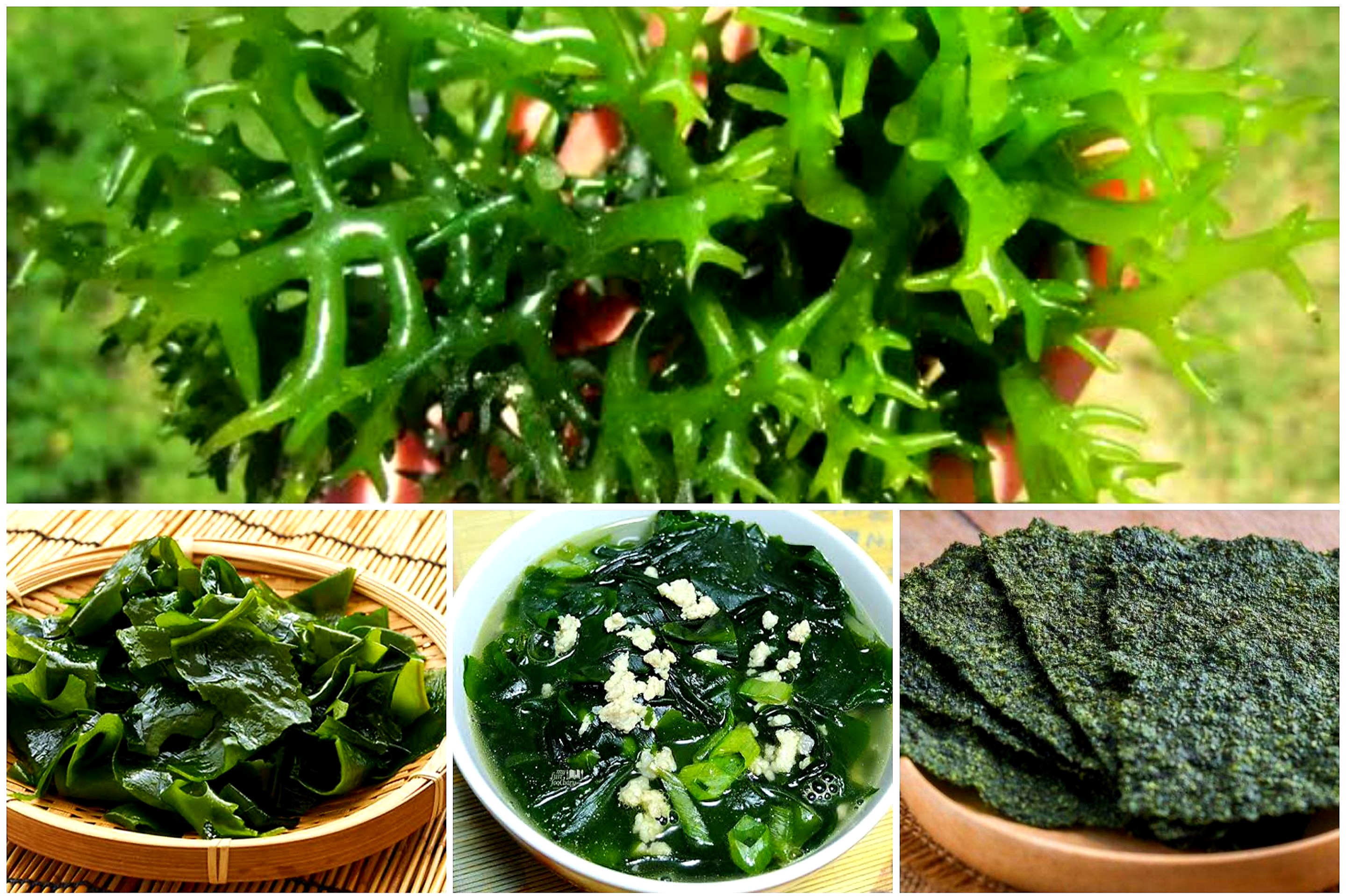 Tak Sekedar Enak Dimakan. Rumput Laut Kaya Manfaat