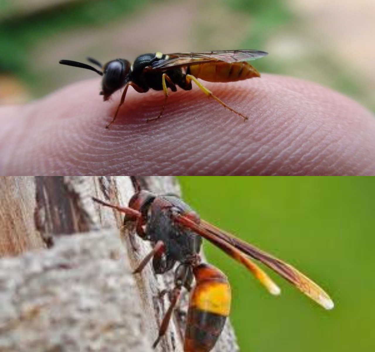 Ketahui Metode Mengatasi Sengatan Tawon yang Telah Membengkak!