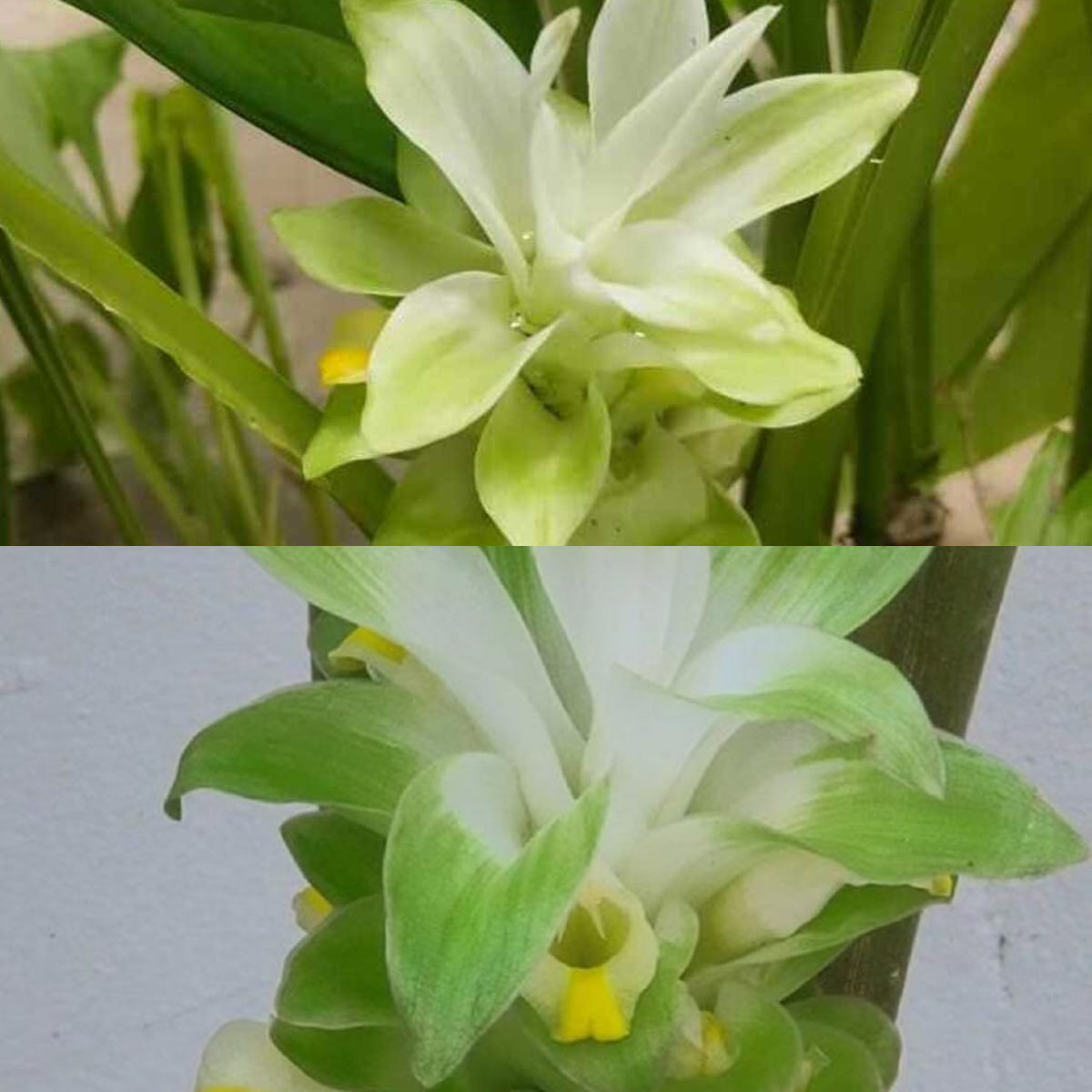 Manfaat Bunga Kunyit untuk Kecantikan!