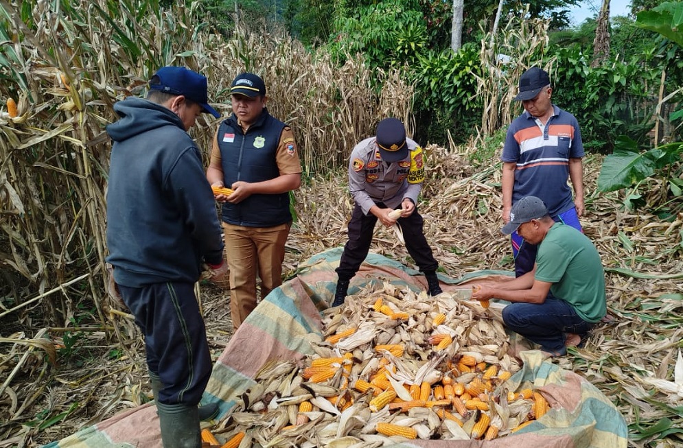 Bersama PPL dan Petani, Bhabinkamtibmas Kawal Panen Jagung 8 Ton