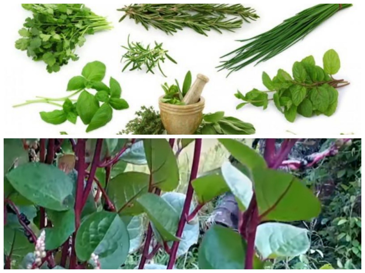 Rahasia Alam Pegunungan: 5 Tanaman Obat dengan Segudang Manfaat Kesehatan