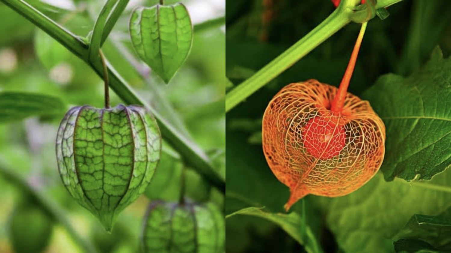 Apakah Buah Ciplukan Bisa Jadi Camilan Sehat? Temukan Jawabannya!