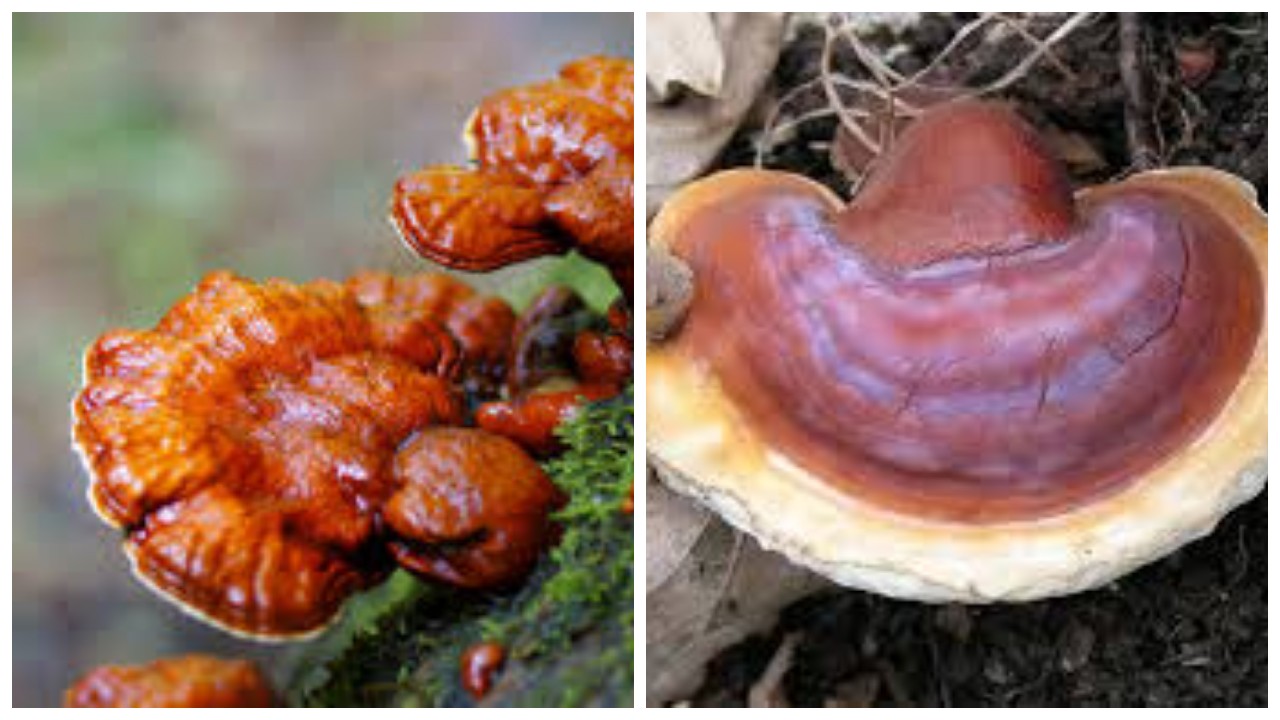 8 Manfaat Jamur Lingzhi untuk Kesehatan