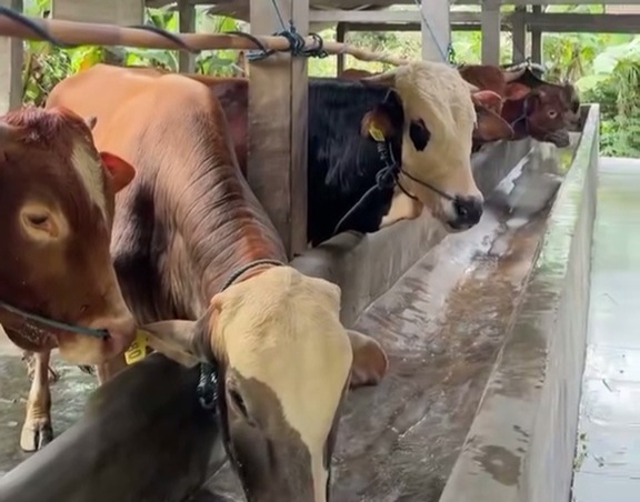 Distan Terjunkan Tim Keswan, Antisipasi Penularan Penyakit Hewan Qurban