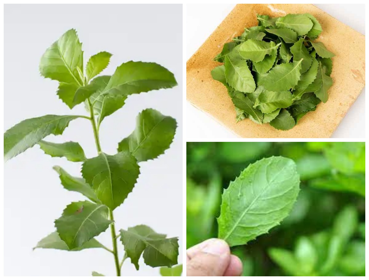 Manfaat Daun Beluntas bagi Kesehatan Tubuh: Ramuan Tradisional Penuh Khasiat!