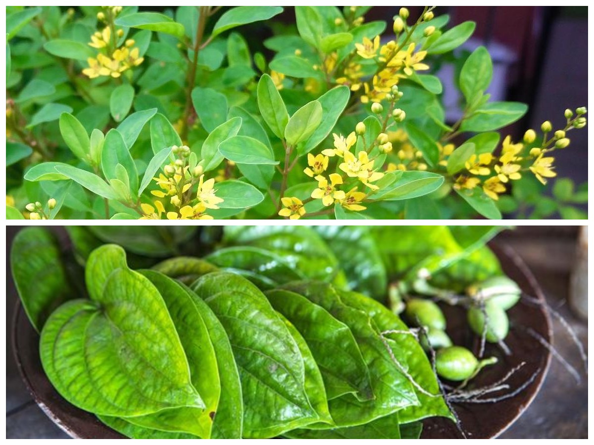 Kenali 12 Jenis Tanaman Obat dan Khasiat Alaminya untuk Tubuh Sehat