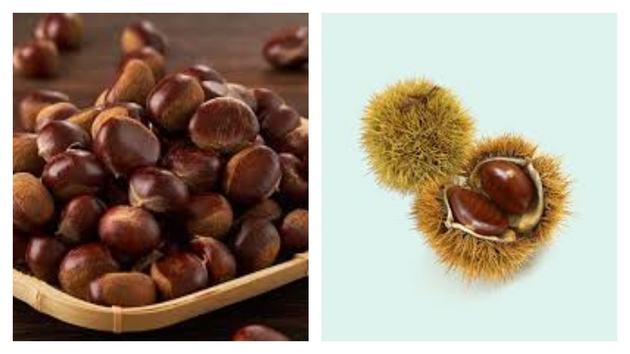 Kastanye, Pahami Kandungan Gizi, Khasiat, dan Cara Pengolahannya