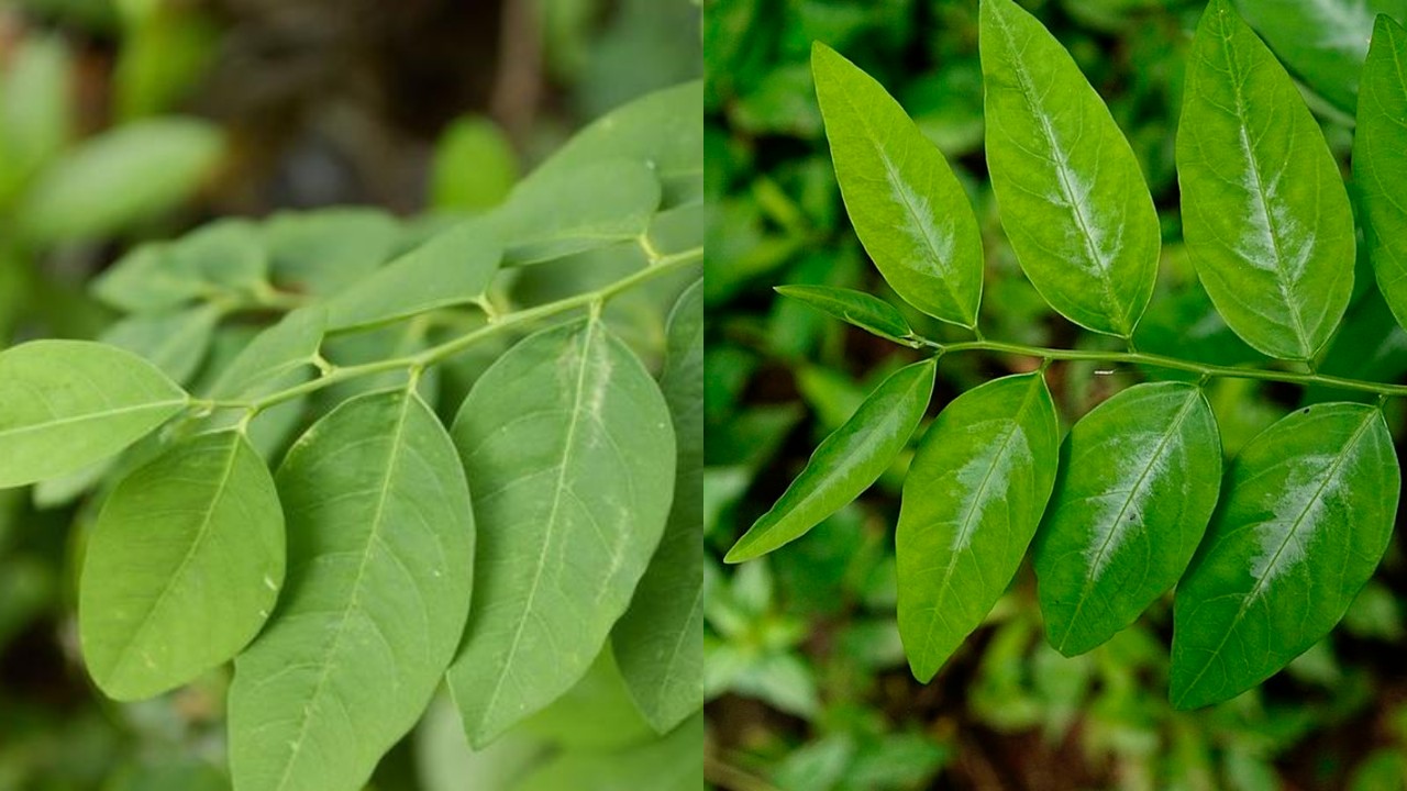 Manfaat Daun Katuk bagi Kesehatan: Dari Pelancar ASI hingga Penguat Imunitas!